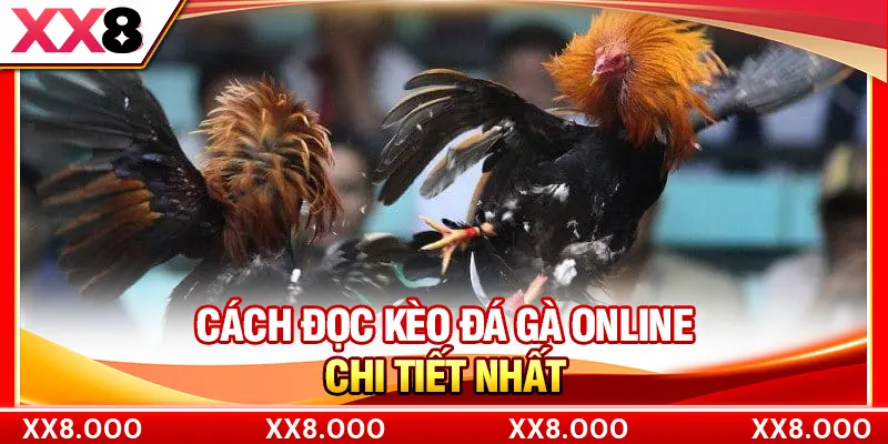Cách đọc kèo đá gà online chi tiết nhất