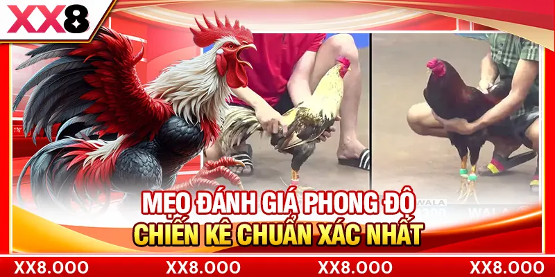 Mẹo đánh giá phong độ chiến kê chuẩn xác nhất
