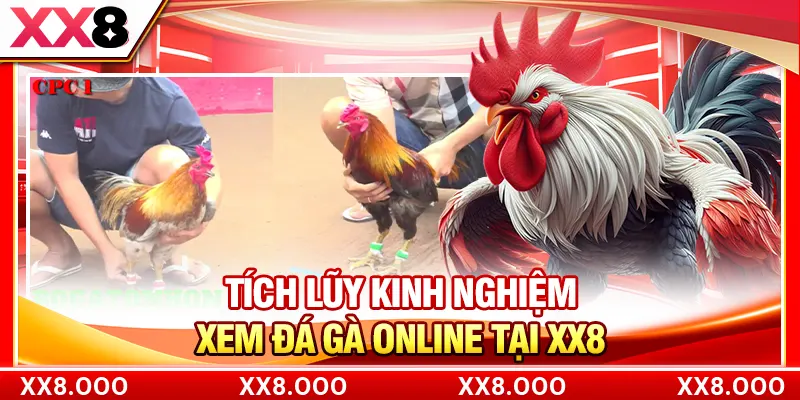 Tích lũy kinh nghiệm xem đá gà online tại XX8